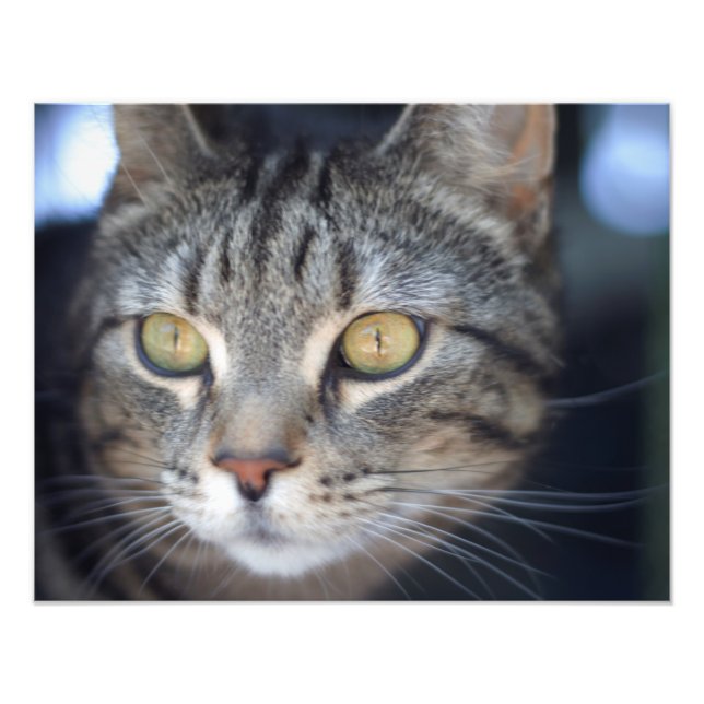 Katze Fotodruck (Vorne)