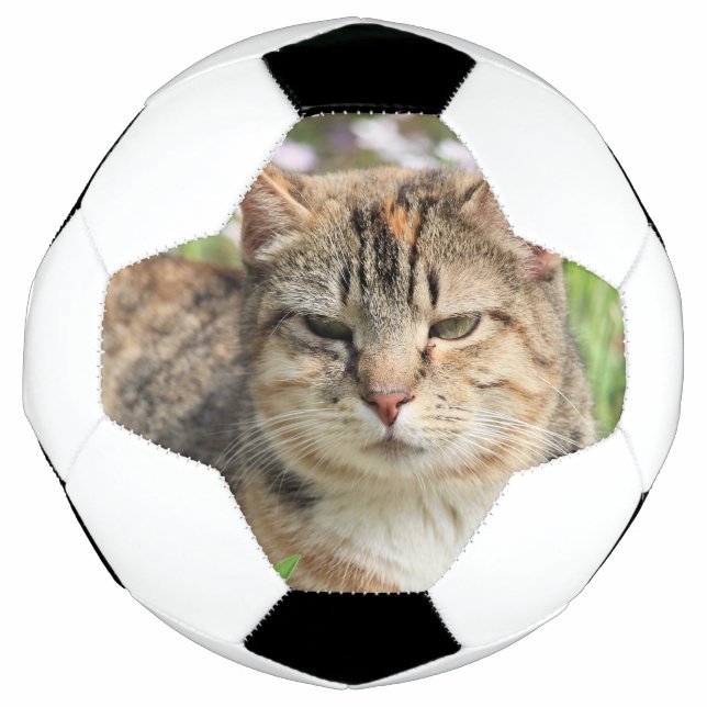 Katze Fußball (Vorderseite)