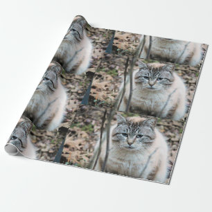 Katze Geschenkpapier