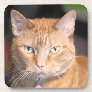 Katze Getränkeuntersetzer