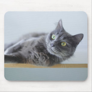 Katze, graue Katze, Tier Mousepad