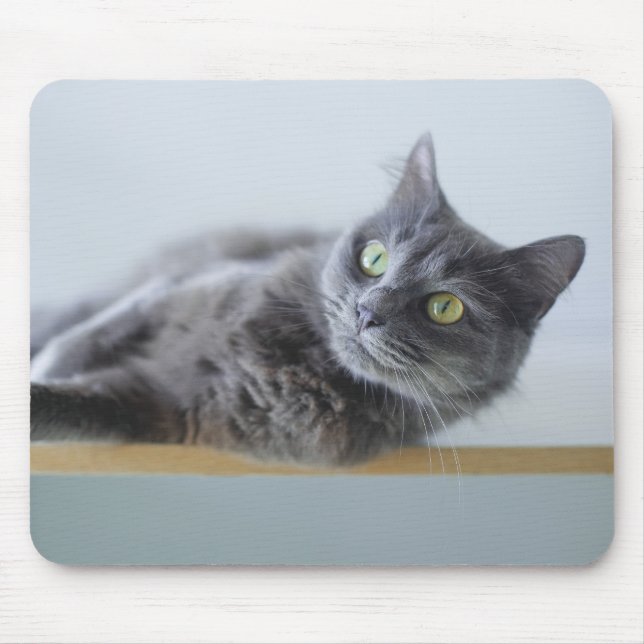 Katze, graue Katze, Tier Mousepad (Vorne)