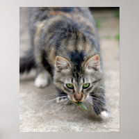 Katze hat eine Eidechse gefangen