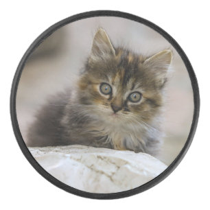 Katze, Hauskatze, Haustier Eishockey Puck