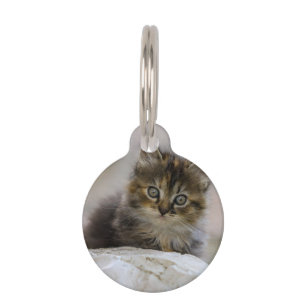 Katze, Hauskatze, Haustier Haustiermarke