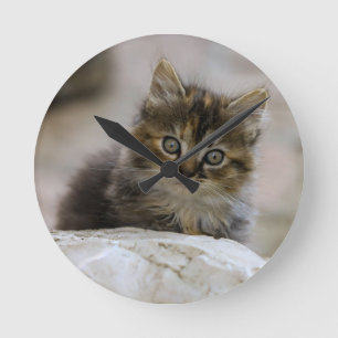 Katze, Hauskatze, Tier Runde Wanduhr