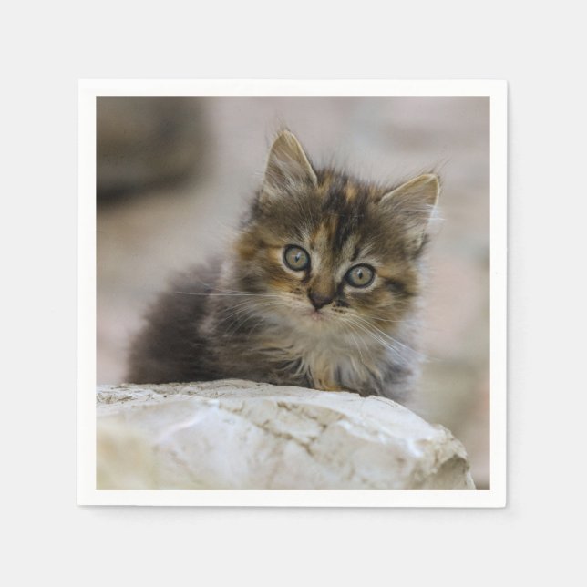Katze, Hauskatze, Tier Serviette (Vorderseite)