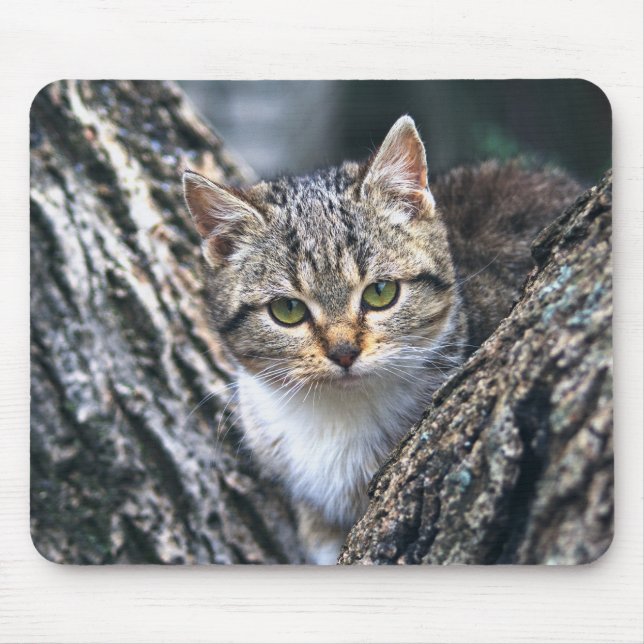 Katze, Haustier, Natur Mousepad (Vorne)