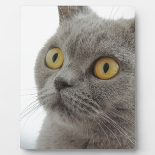 Katze Haustier Tier Mürrisch Stirnrunzeln Frieden  Fotoplatte