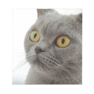 Katze Haustier Tier mürrisch Stirnrunzeln Frieden Notizblock