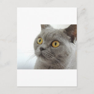 Katze Haustier Tier Mürrisch Stirnrunzeln Frieden  Postkarte