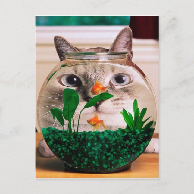Katze im Aquarium Postkarte (Vorderseite)