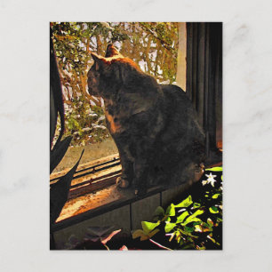 Katze im Fenster Postkarte