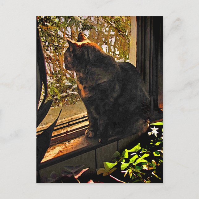 Katze im Fenster Postkarte (Vorderseite)
