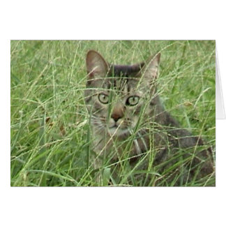 Katze im Gras III