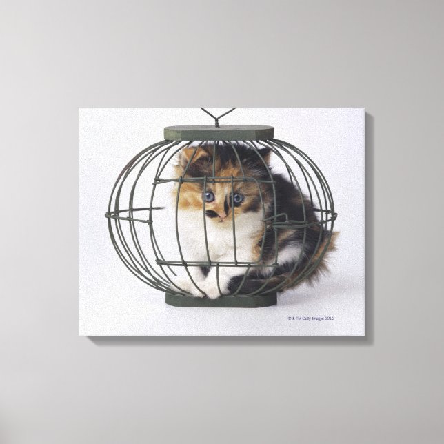 Katze im Käfig Leinwanddruck (Vorderseite)