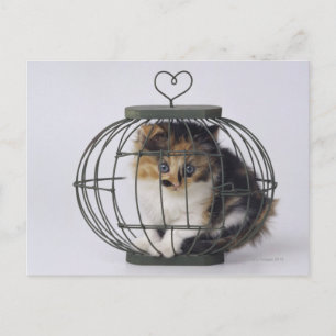 Katze im Käfig Postkarte