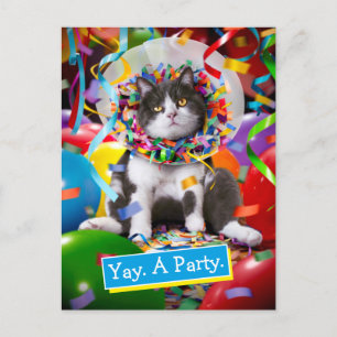 Katze im Party Einladungspostkarte