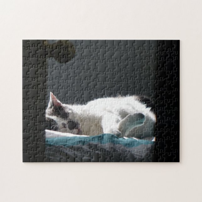 Katze im Sonnenfleck stört nicht (Horizontal)