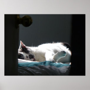 Katze im Sonnenfleck stört nicht Poster