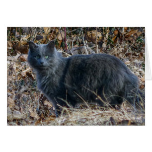 Katze im Wald
