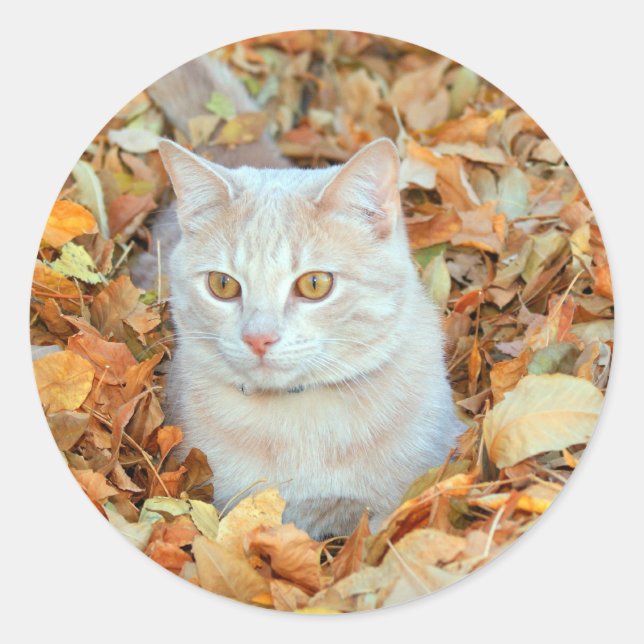 Katze in Blätter Runder Aufkleber (Vorderseite)