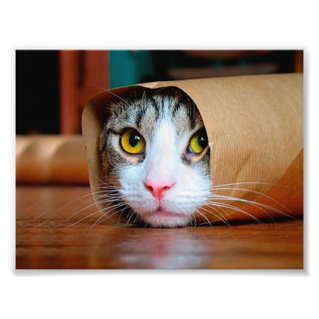 Katze in braunem Papier verpackt Fotodruck (Vorne)