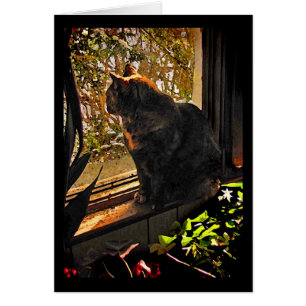 Katze in der leeren Fensterkarte