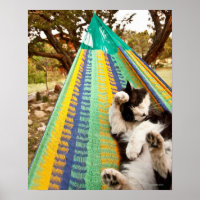Katze in der mexikanischen Maya-Hängematte
