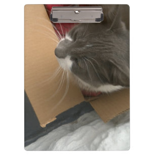 Katze in der Schachtel Klemmbrett