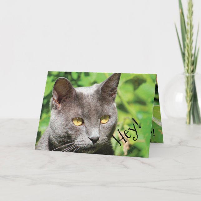 Katze in der Sonne Karte (Vorderseite)