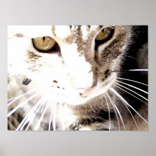 Katze in der Sonne Poster