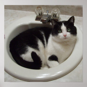 Katze in der Wanne Poster
