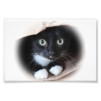 Katze in einem Beutel