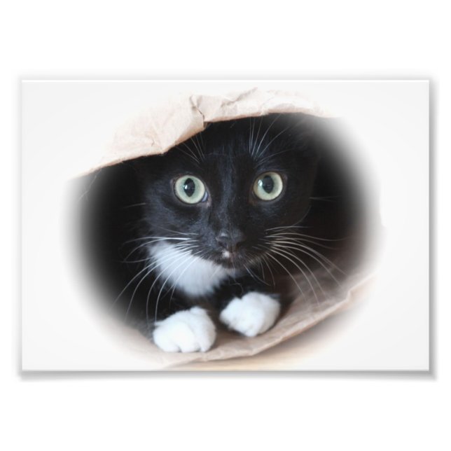Katze in einem Beutel Fotodruck (Vorne)