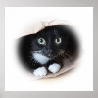 Katze in einem Beutel