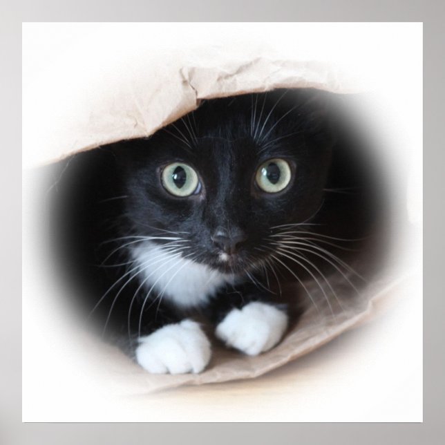 Katze in einem Beutel Poster (Vorne)