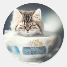 Katze in einem Teacup | Kitten in einem Teacup Cat