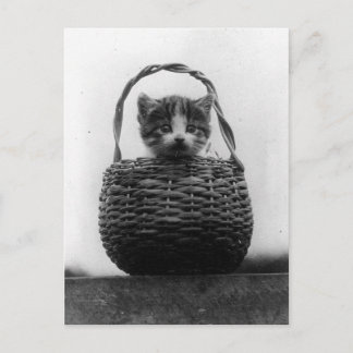 Katze in einem Vintagen Foto Postkarte