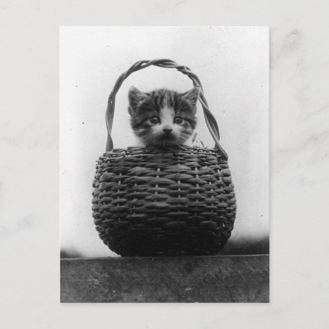 Katze in einem Vintagen Foto Postkarte (Vorderseite)