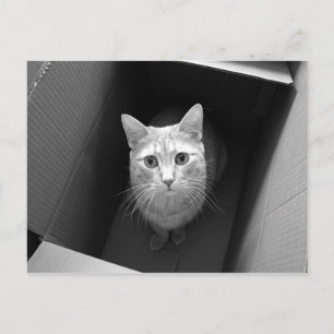 Katze in einer Box Postkarten