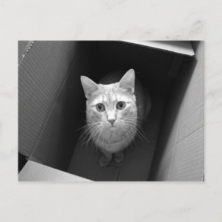 Katze in einer Box Postkarten