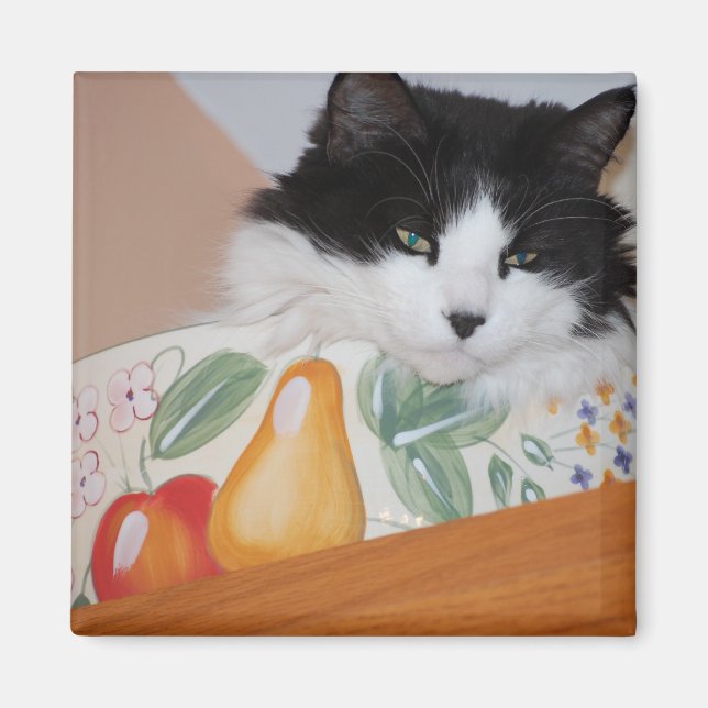 Katze in einer Fruchtschale Magnet (Vorne)