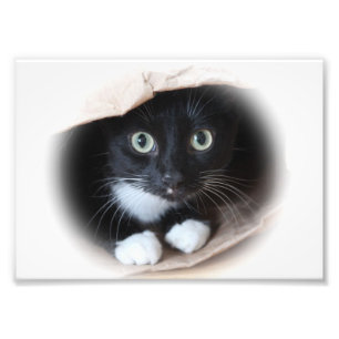 Katze in einer Tasche Fotodruck