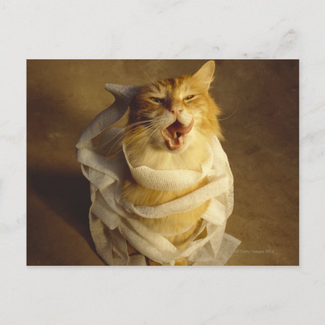 Katze in medizinischer Gaze verpackt Postkarte (Vorderseite)
