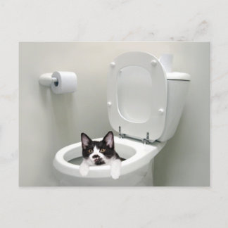 Katze in Toilettenschüssel Postkarte