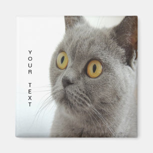 Katze ist niedlich magnet