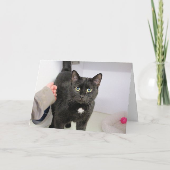 Katze Karte (Vorderseite)