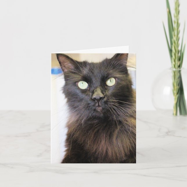 Katze Karte (Vorderseite)