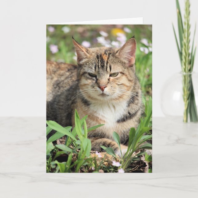 Katze Karte (Vorderseite)